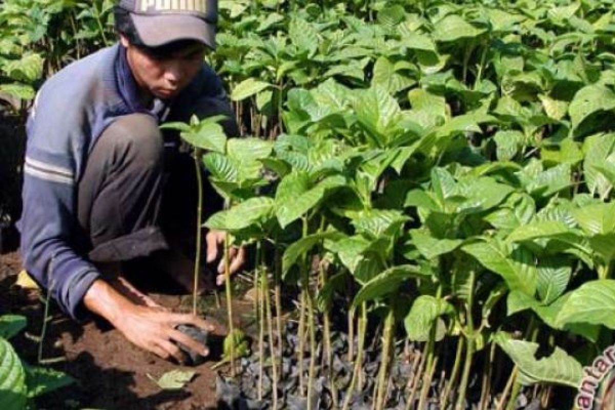 Operasi HTI Dihentikan Nasib Pekerja Kecil RAPP Diujung Tanduk