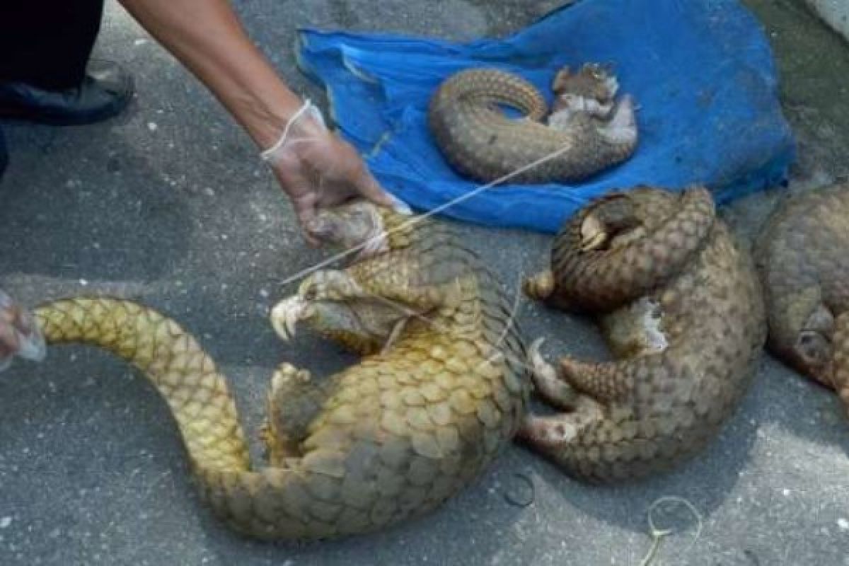 Riau Conservation Agency Names Two Suspects For Smuggling Of Pangloins