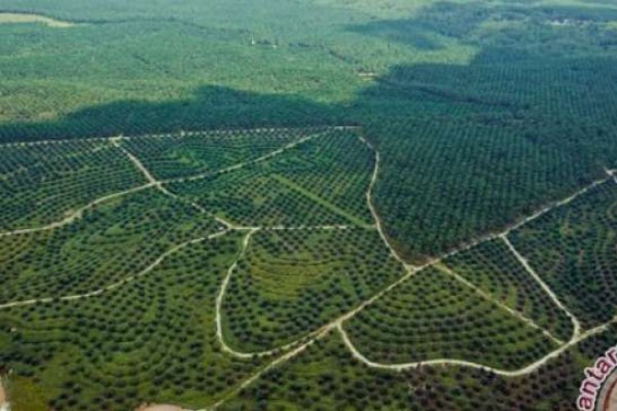 Ribuan Hektare Hutan Lindung Bukit Betabuh Berubah Menjadi Kebun Sawit