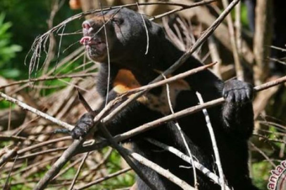 Tim Pemburu BBKSDA Riau Lacak Keberadaan Beruang Yang Serang Warga