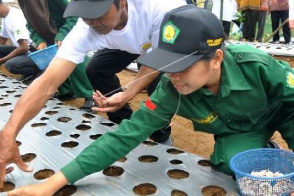  Lereng Sumbing Awali Kebangkitan Bawang Putih