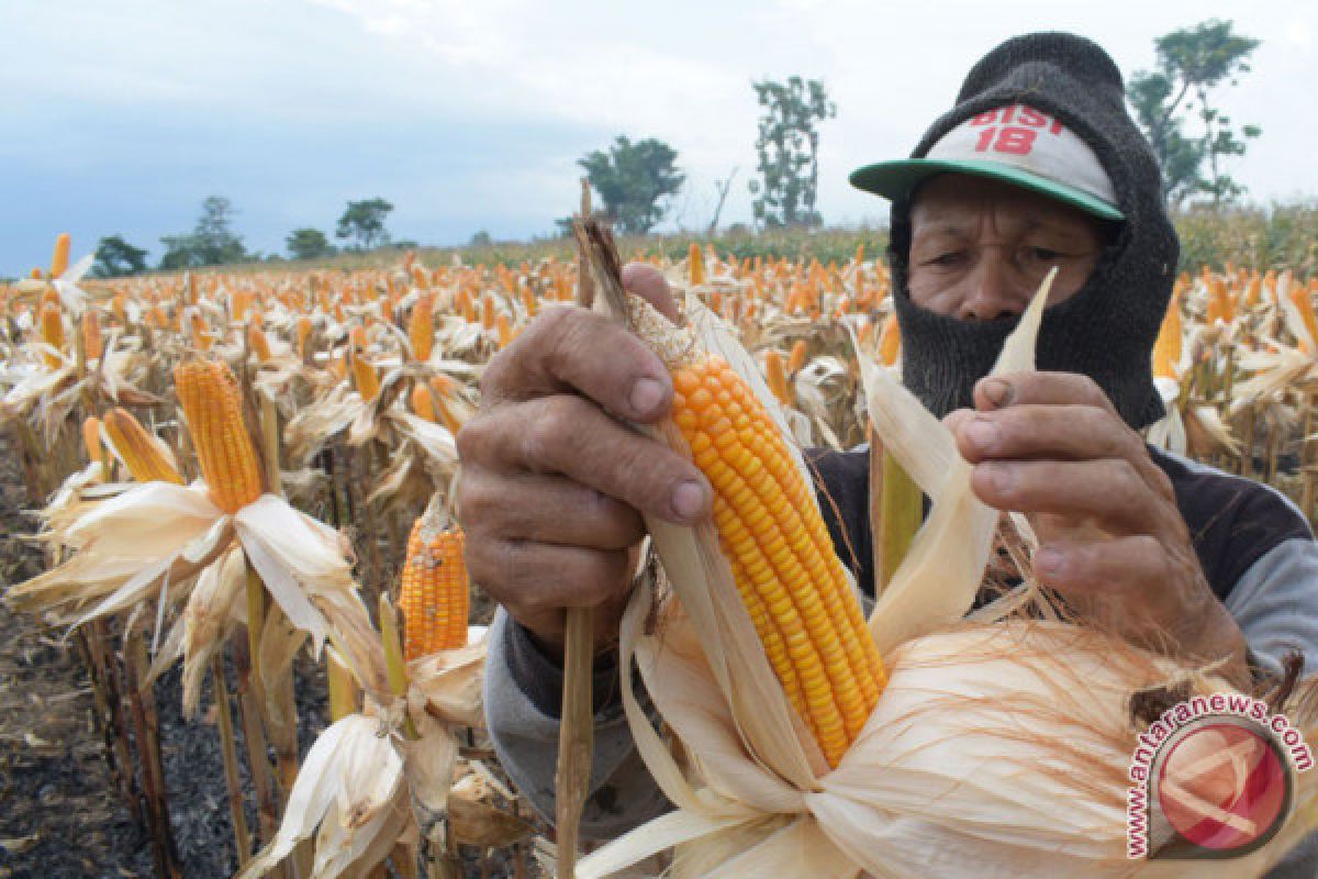 Peternak terdampak tingginya harga jagung pakan