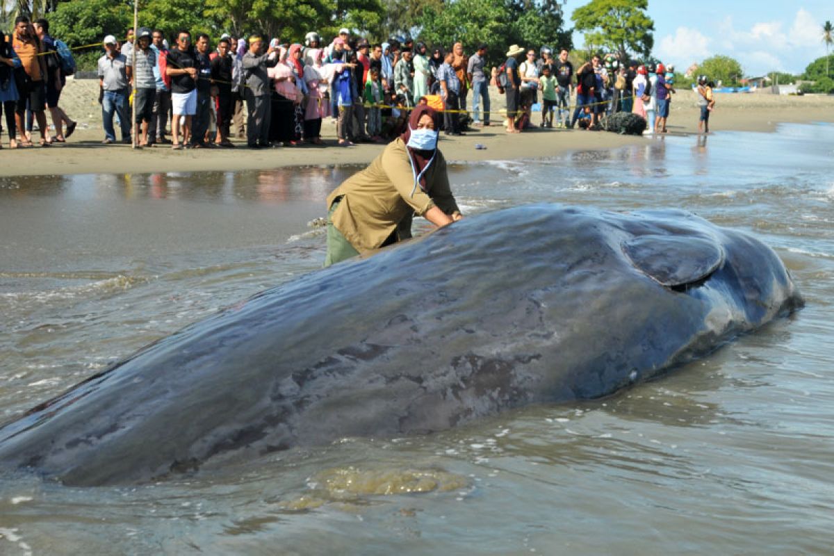 Bangkai ikan paus telan sampah di Wakatobi dikuburkan