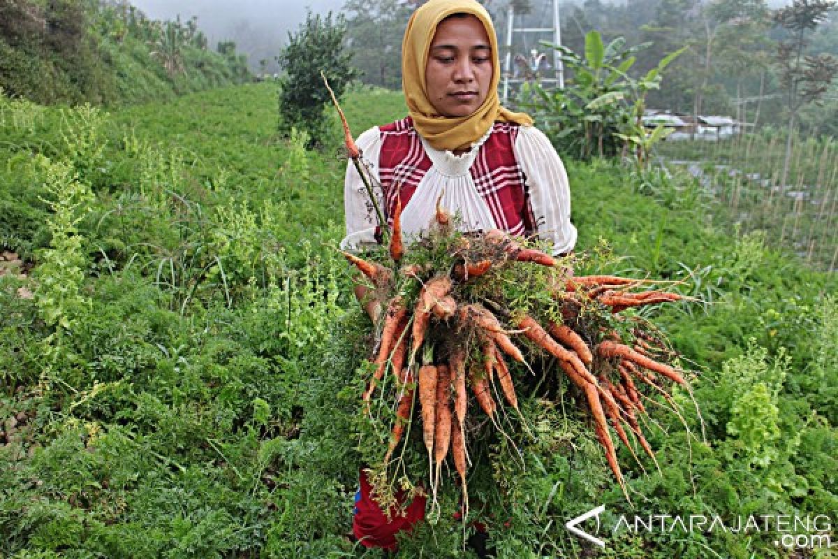 Kemarau, harga sayuran di Temanggung naik