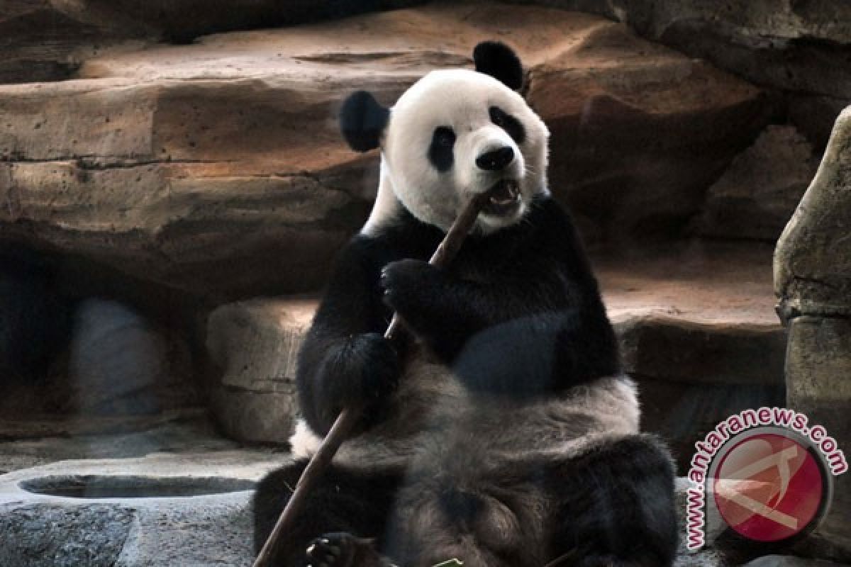 Tubuh panda bisa netralkan sianida