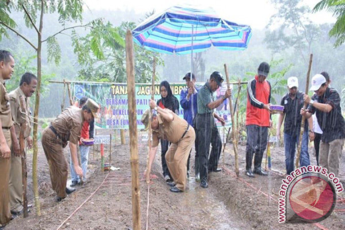 Pemkab HSS Genjot Produksi Pangan