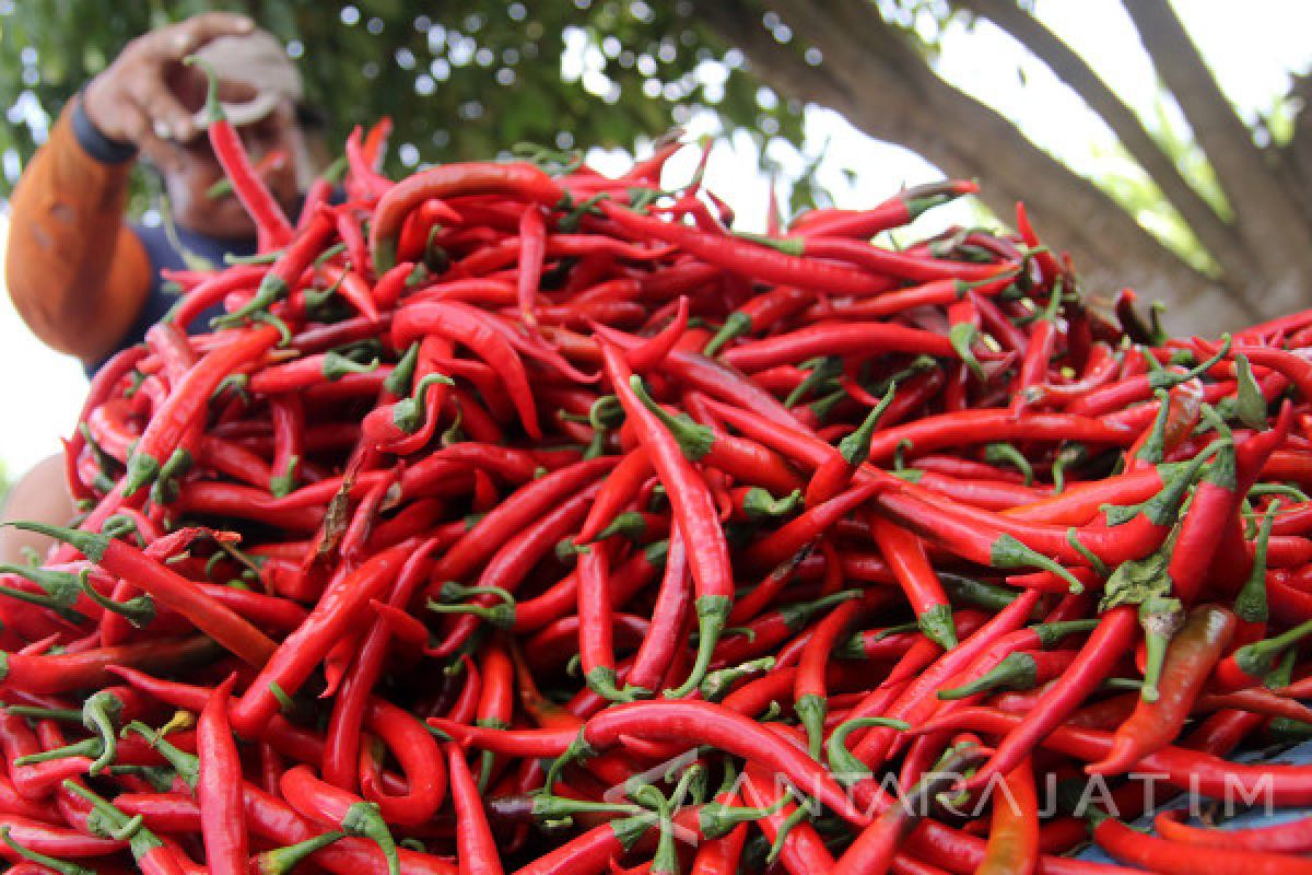 Tinggi Permintaan, Harga Cabai Keriting di Madiun Melambung