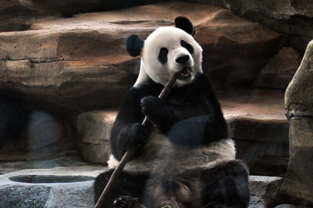 Two giant pandas eat 30 kilograms of bamboos per day