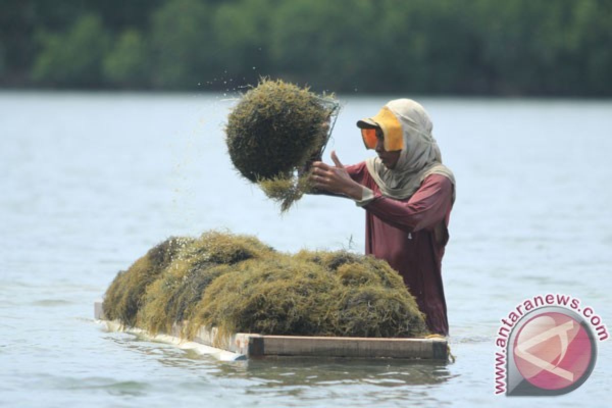 Data produksi rumput laut "simpang siur"