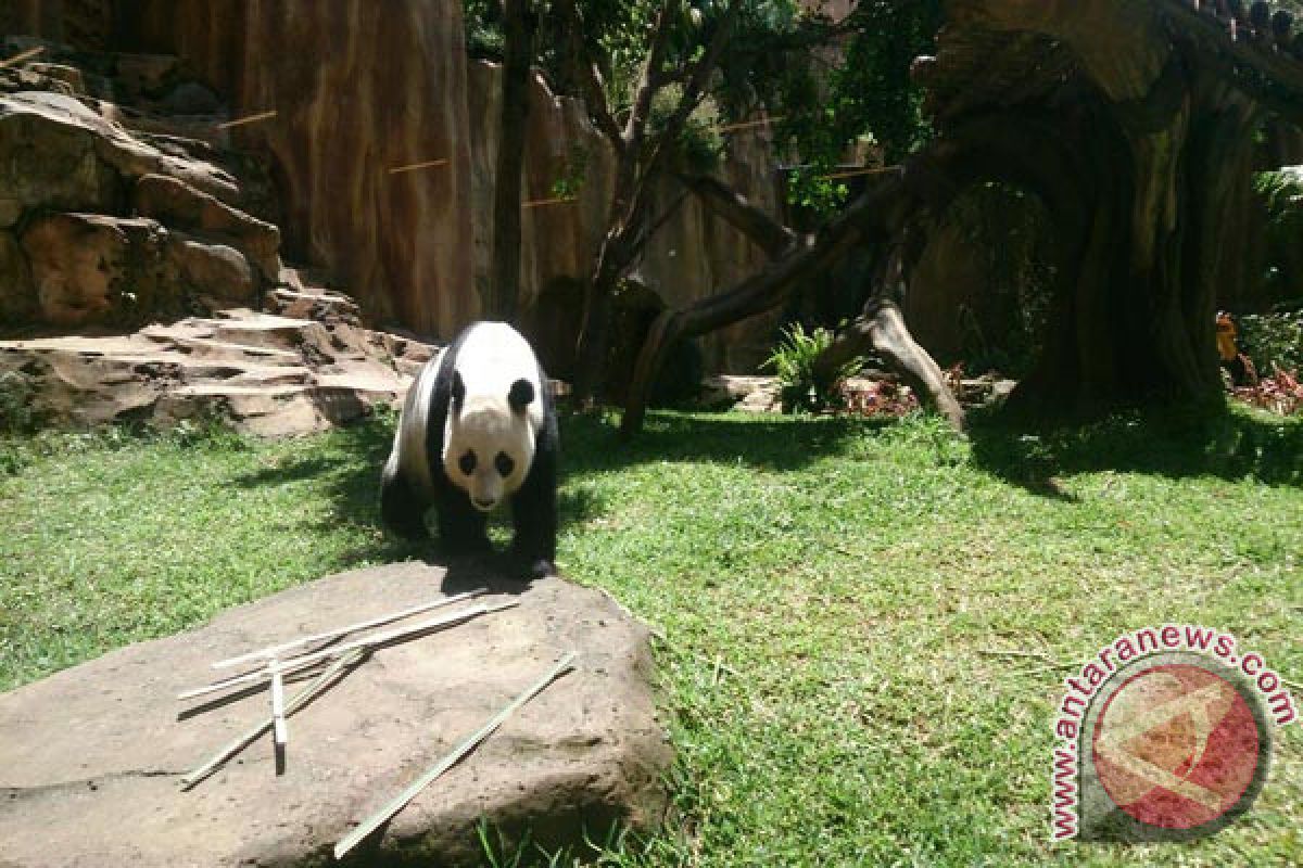 Keberadaan panda raksasa TSI makin diminati pengunjung (Video)