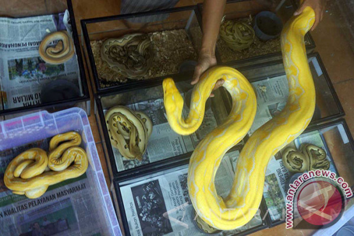 Bisnis Ular Piton Menjanjikan, Bisa Meraup Rp20 Juta per Bulan 