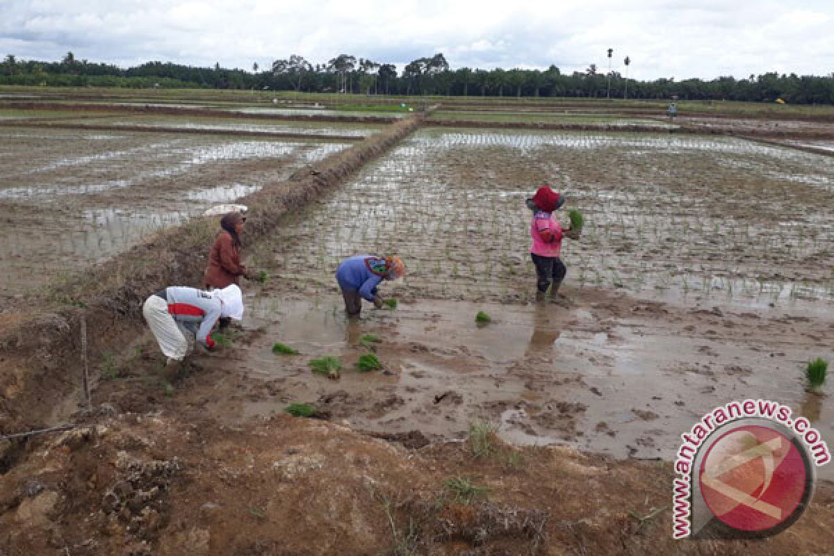 Cetak sawah baru di Mukomuko ditargetkan selesai Mei