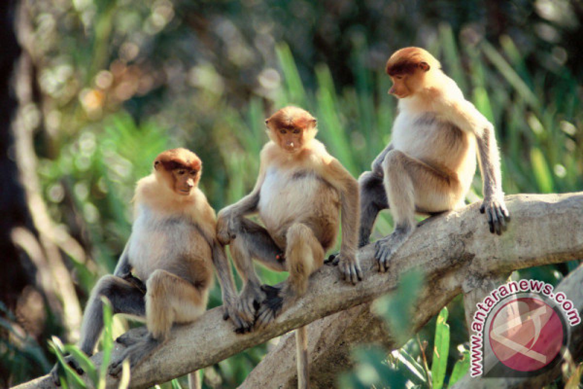 Peneliti IPB Rancang Ekowisata Bekantan di Kalimantan Selatan