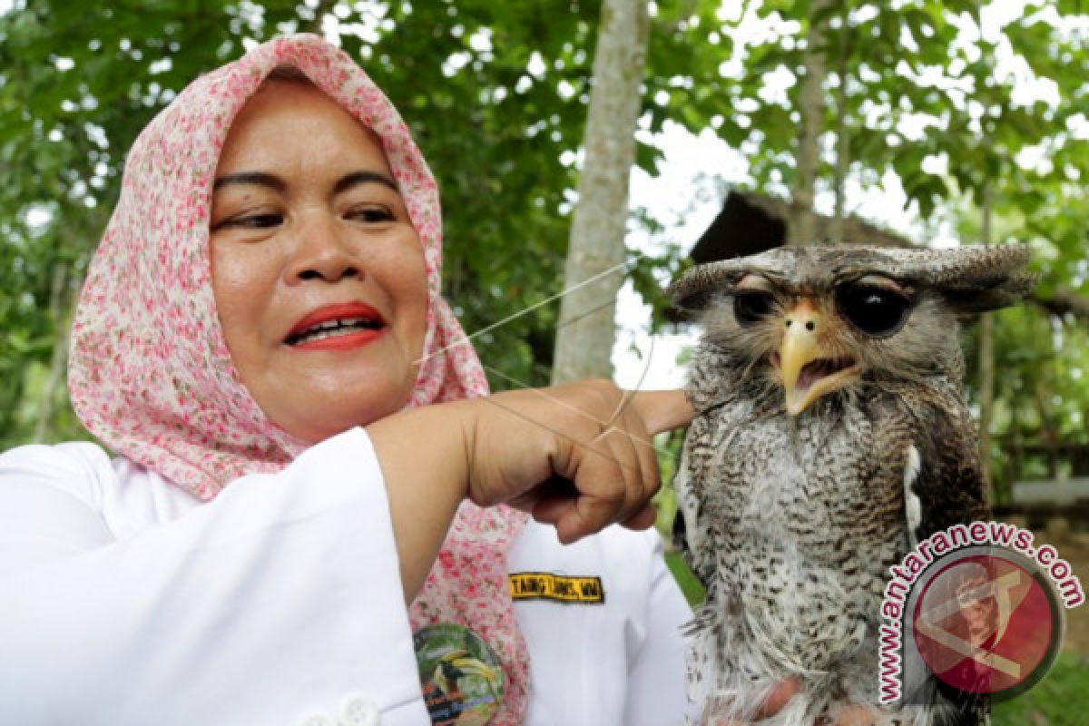 Burung Hantu Indonesia