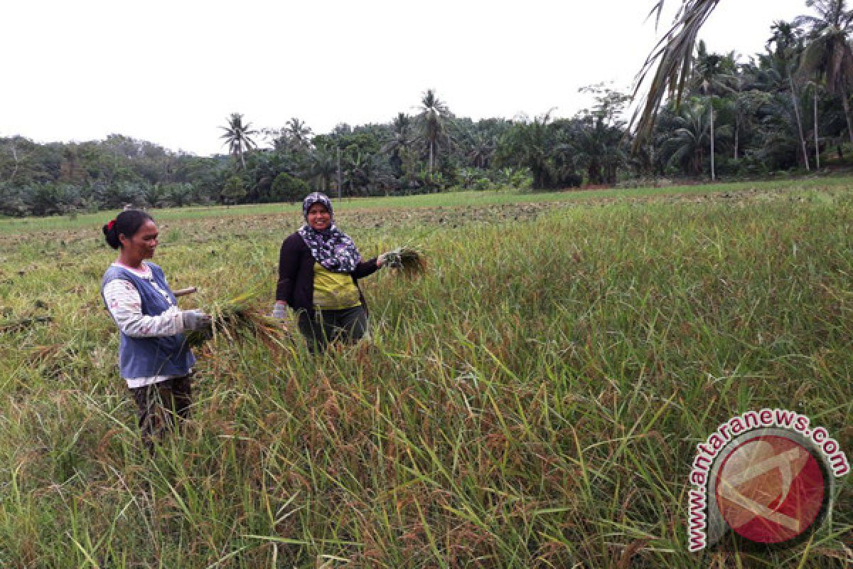 Petani di Tamiang tinggalkan tanam padi pulut