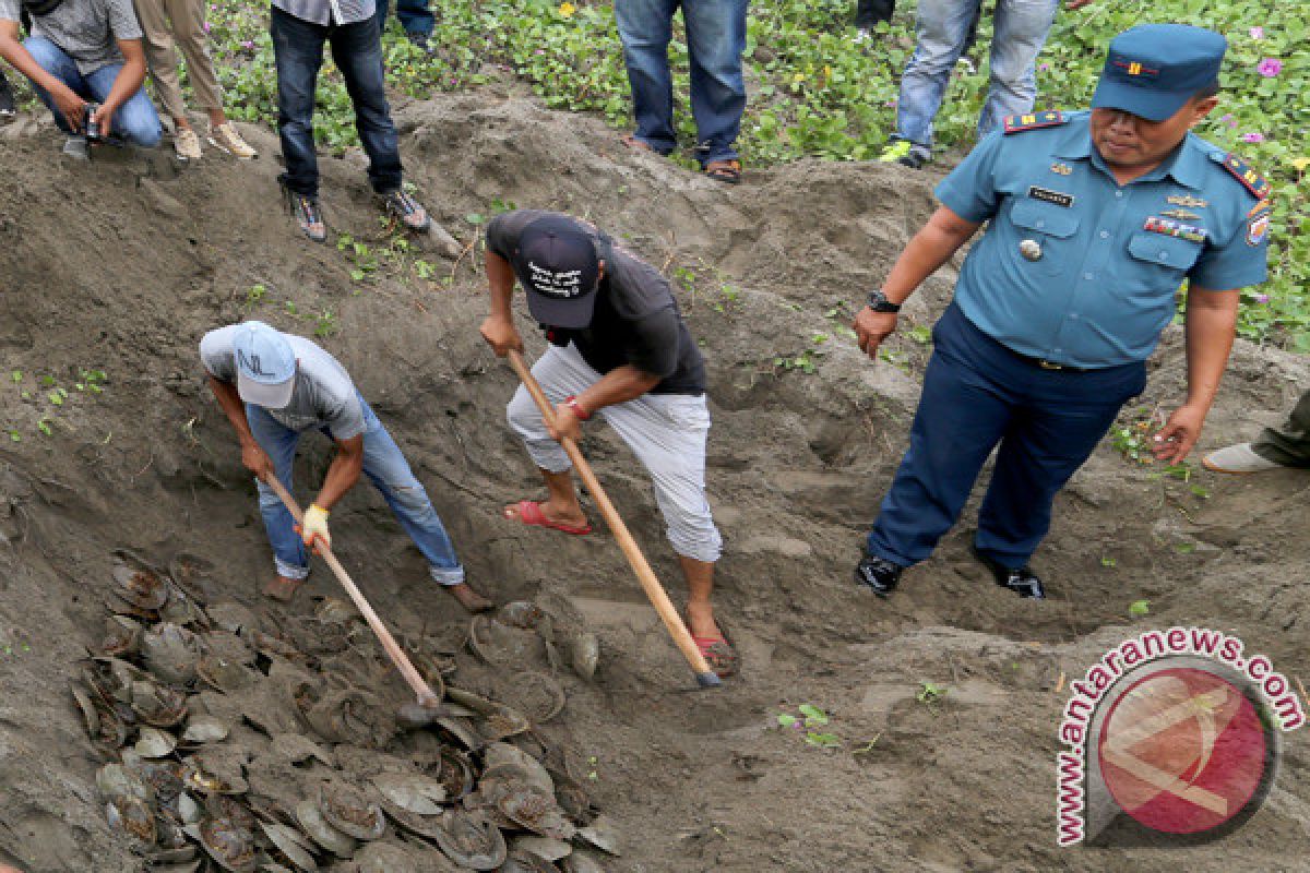 Hewan selundupan tangkapan Lanal Lhokseumawe dimusnahkan