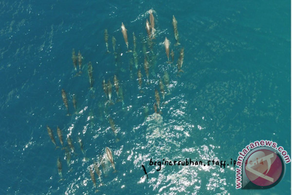 Peneliti IPB Kaji Mamalia Laut dengan Drone
