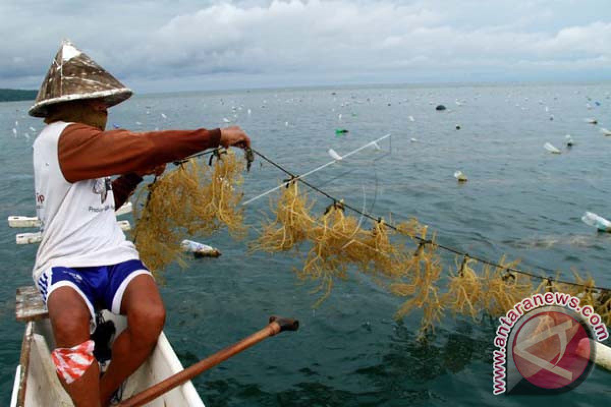 Pemprov Sulsel tanggapi rencana Climate-Foundatiom kembangkan rumput laut