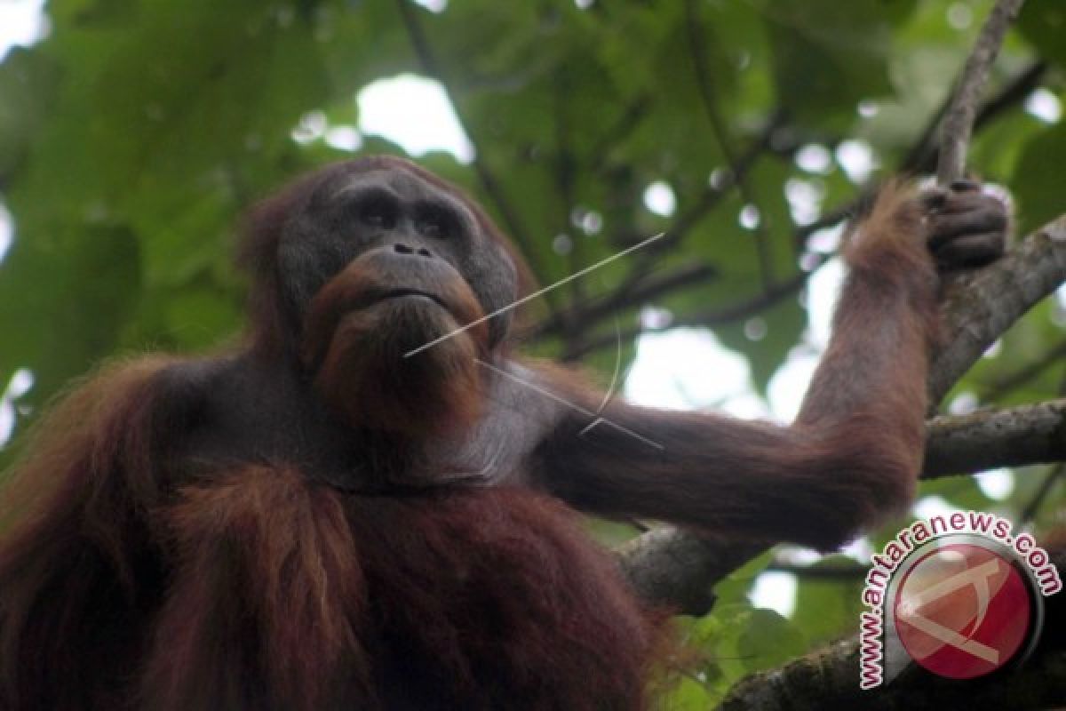 Spesies Orangutan Tapanuli Ditemukan Di Batangtoru