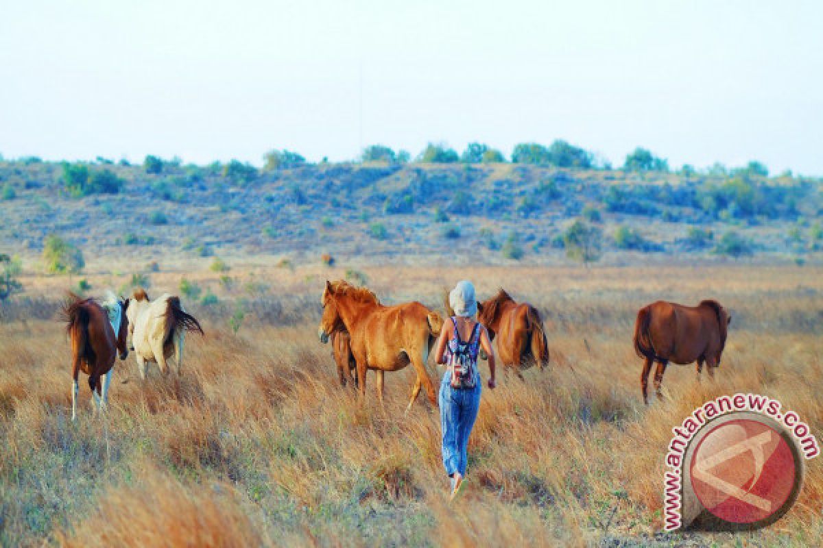 Sumba pulau terindah di dunia