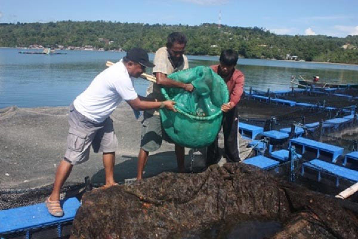 Peneliti IPB Gunakan Teknologi Perifiton Untuk Tingkatkan Produksi Udang Vaname