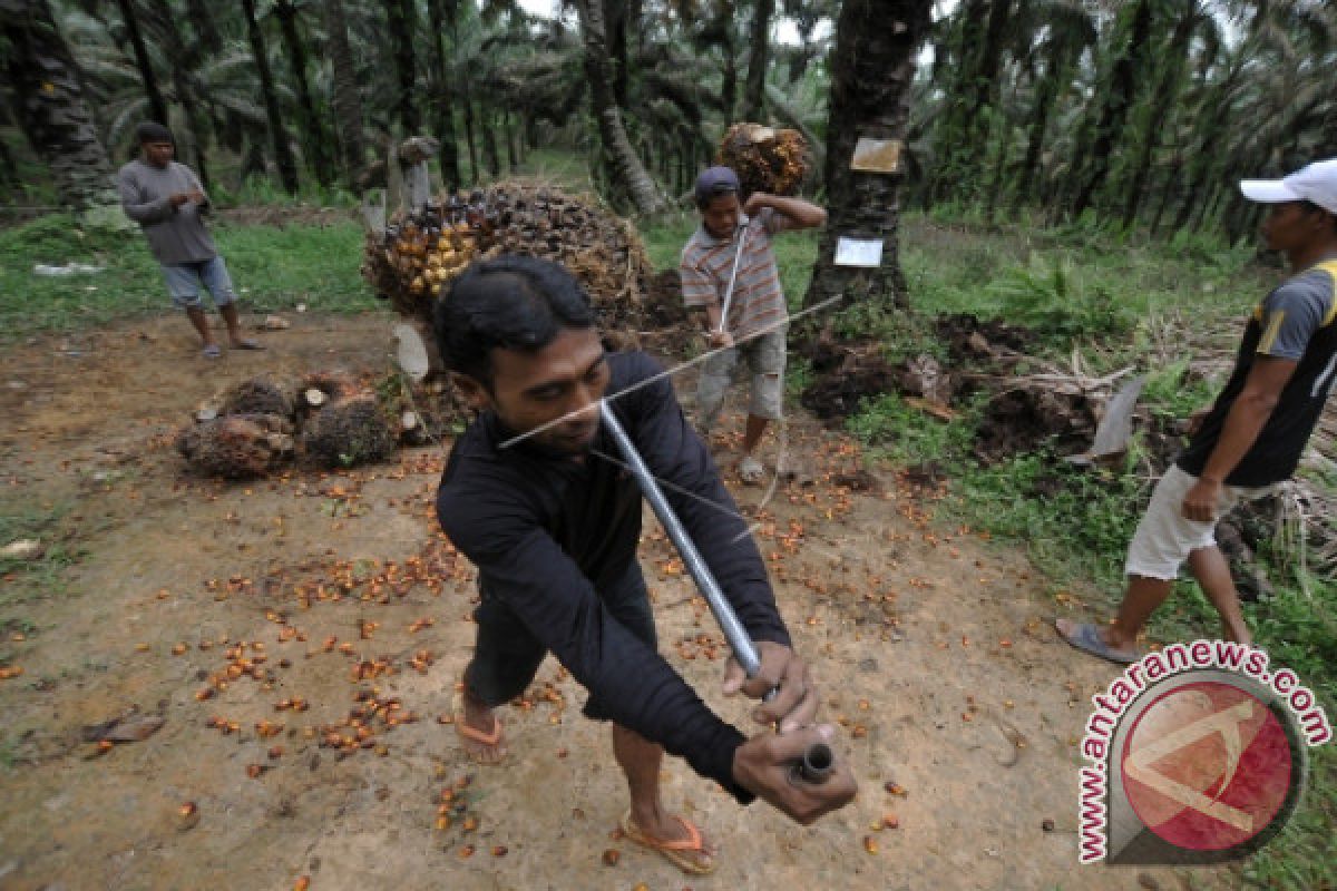 Indonesia tolak keputusan parlemen Eropa terhadap sawit