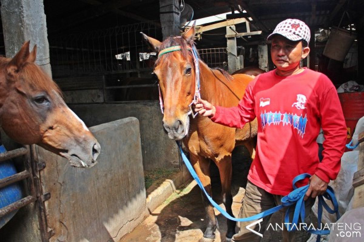 Kusir Kereta Kencana: Bapak Jokowi Minta Kuda yang Jinak