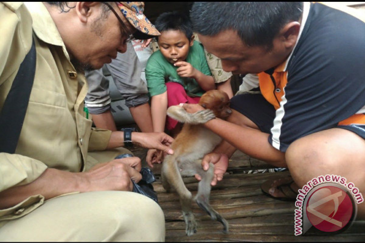 Warga Berhasil Selamatkan Anak Bekantan Yang Terluka