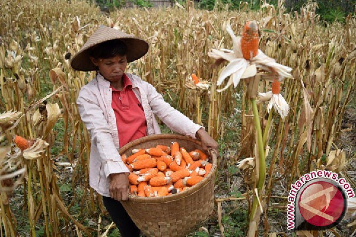 Jambi siap produksi benih jagung unggul lokal