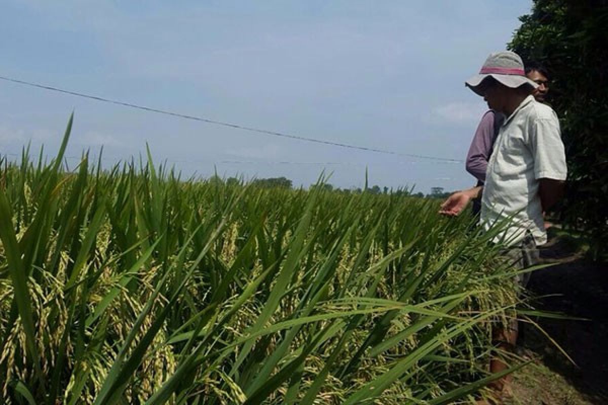 Dulu puso akibat hama wereng batang coklat, kini menunggu dipanen