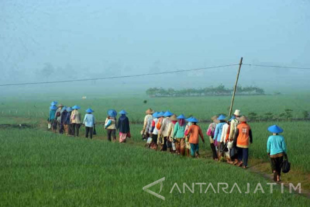 Bojonegoro Targetkan Tanaman Padi Berasuransi  Seluas 11.680 Hektare