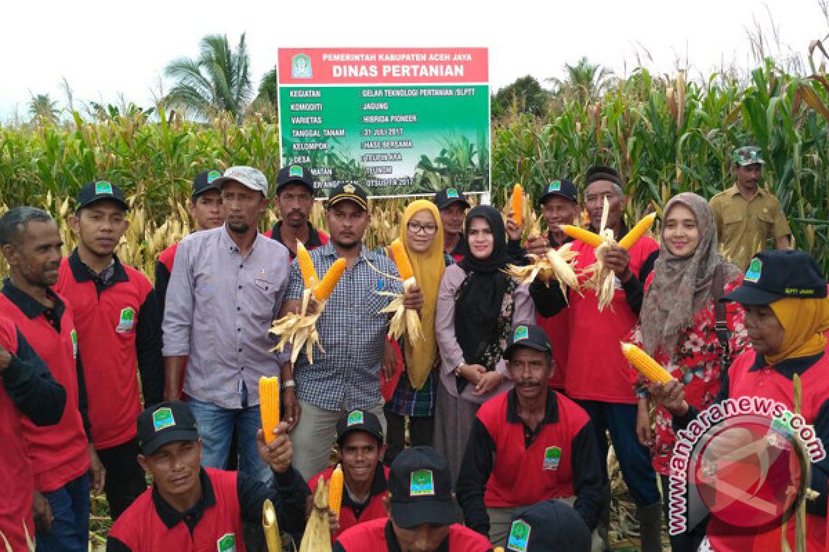 Petani Aceh Jaya panen jagung 50 hektare 