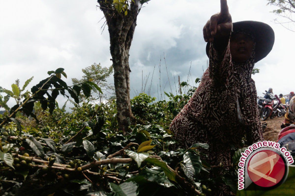 Wagub Jambi dukung petani kembangkan kopi Kerinci 
