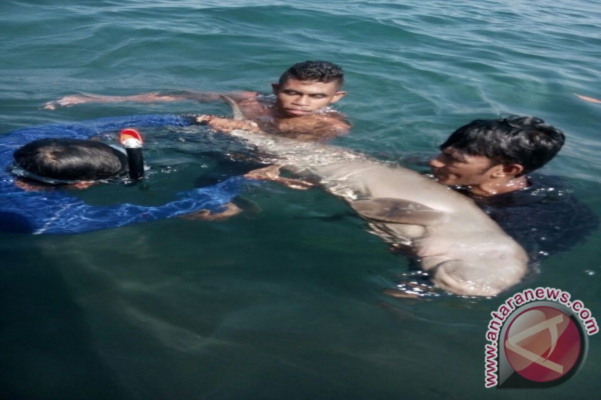 Nelayan Selamatkan Duyung Dugong 