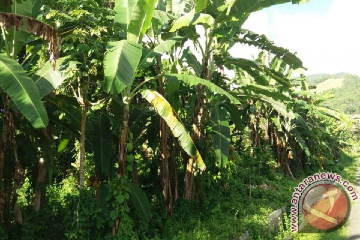 Teluk Wondama kembangkan perkebunan pisang raja