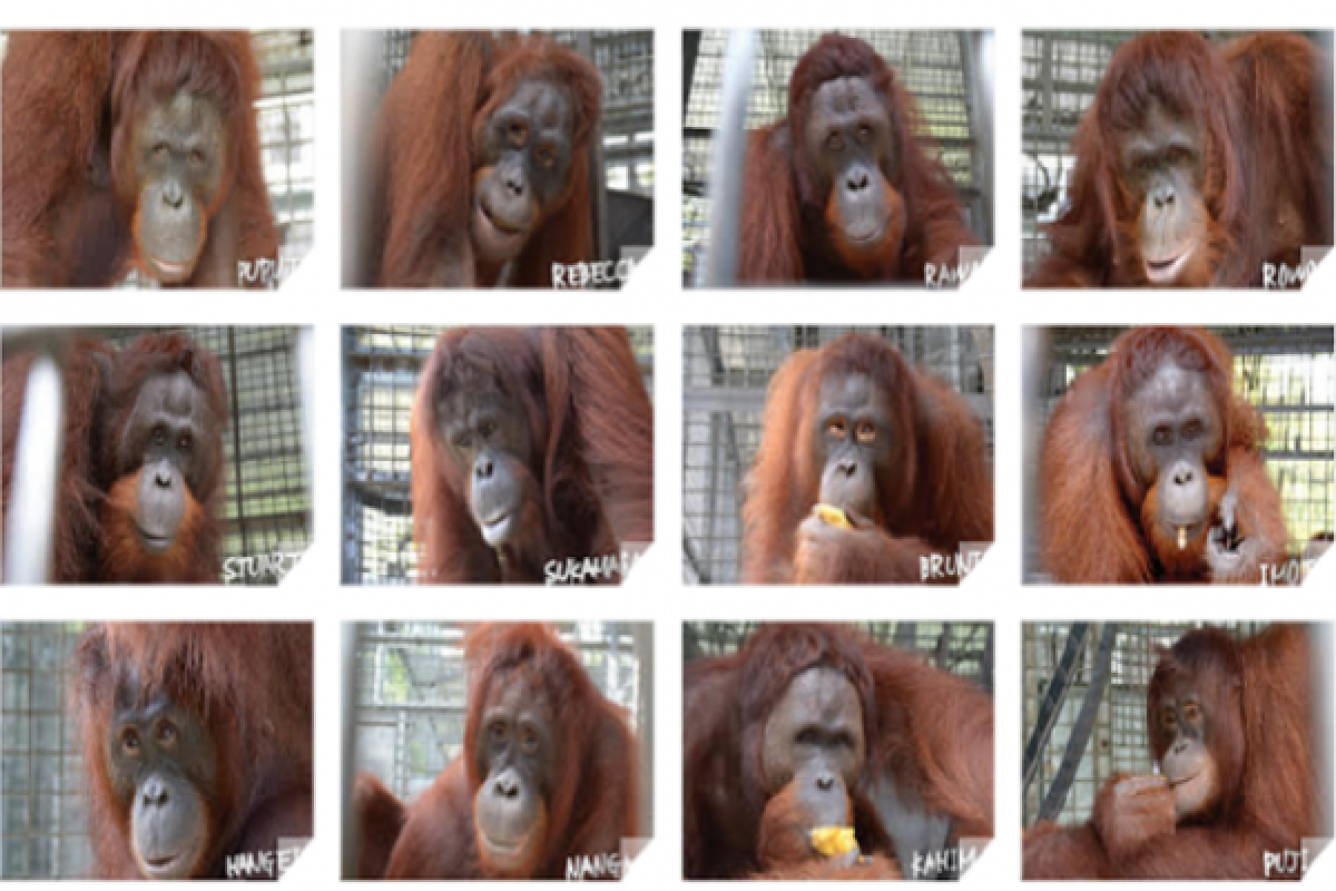 12 Orangutan Ini Dilepasliarkan di Taman Nasional