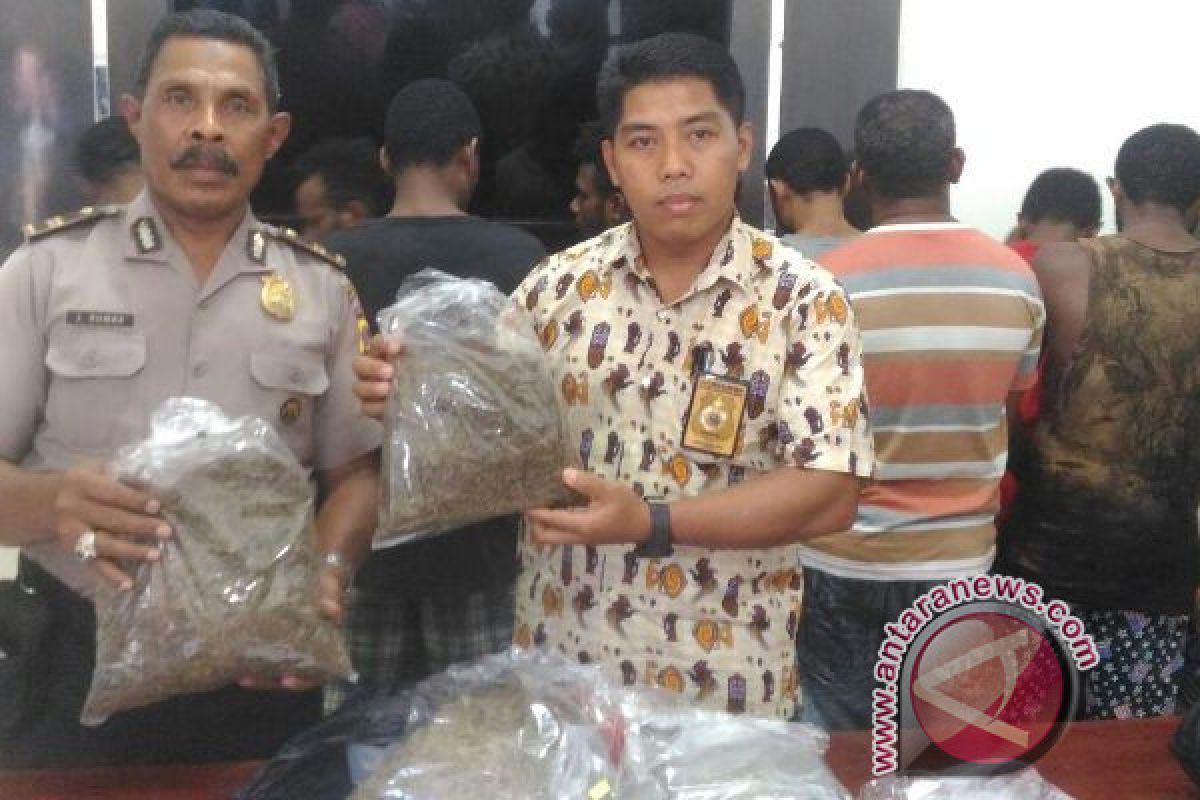 Polisi Jayapura Kota tangkap belasan pengedar ganja