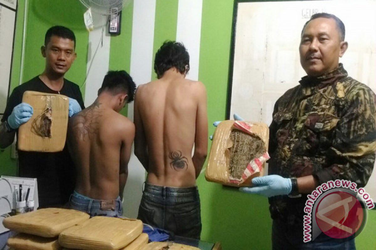 Polres Pasaman Bekuk Dua Pemilik 10 Paket Ganja Kering