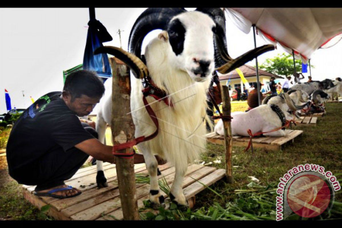 Lebak Juara Umum Kontes Kerbau Tingkat Provinsi