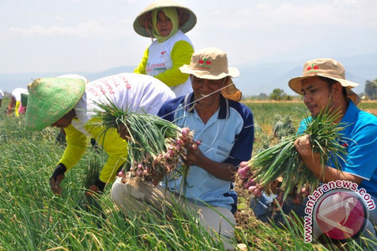 Sejumlah petani di Mukomuko dapat pelatihan budi daya bawang merah