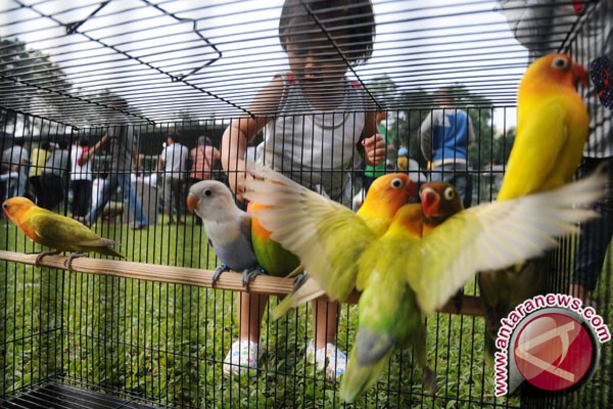 Sejumlah penggemar love  bird jadi pembudidaya