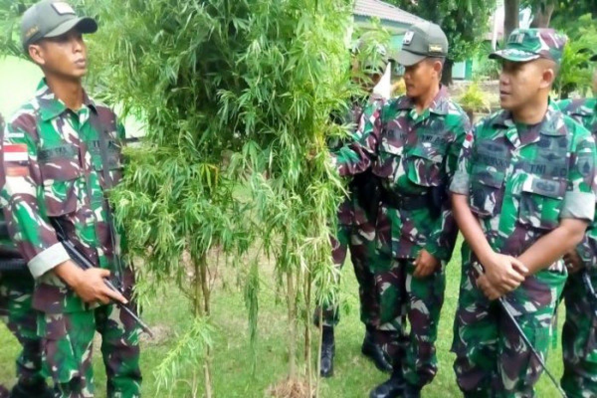 Satgas Yonif 512/QY kembali temukan ladang ganja 