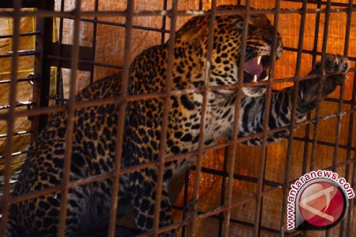 Macan tutul Kalimantan tertangkap kamera di Suaka Malaysia