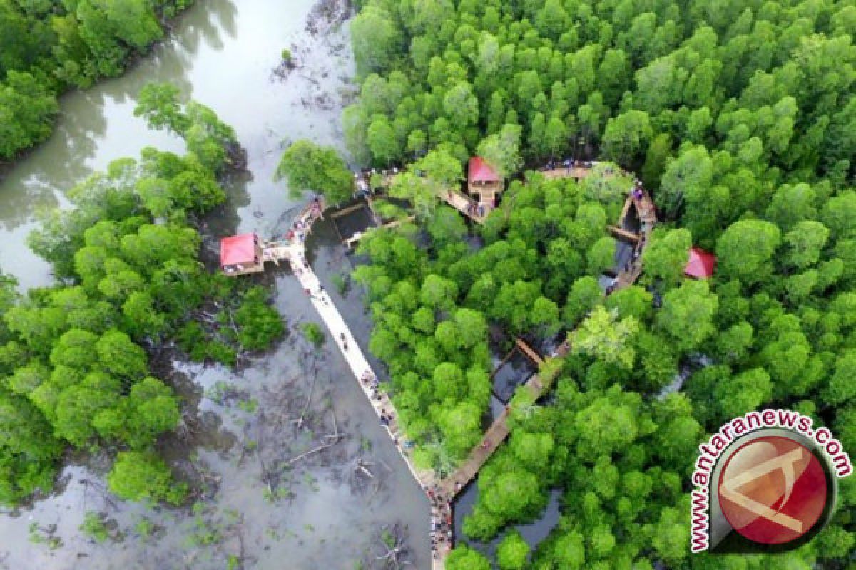 Dinas Kehutanan Tertibkan Perambahan Hutan "Mangrove"