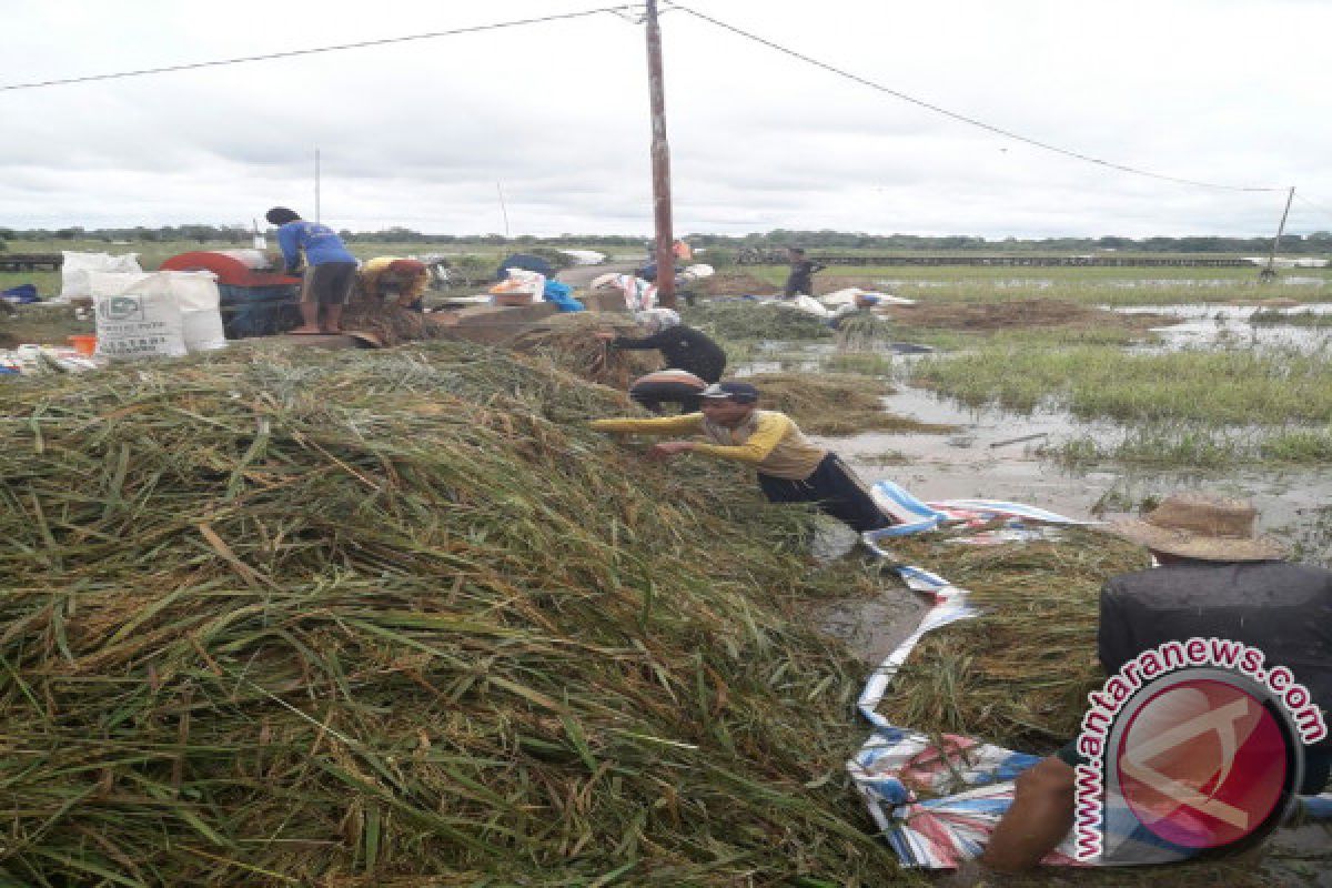 Banjir Ancam 59 hektar Sawah Gagal Panen