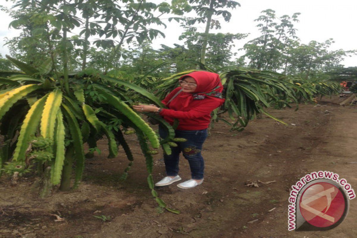 Buah naga Nasdem mulai diminati pelaku usaha