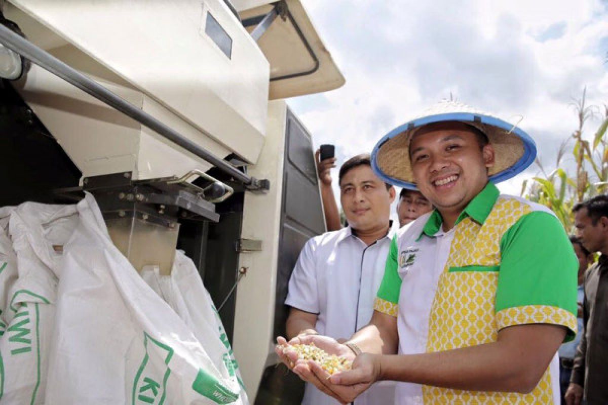 Lampung Kembali Berjaya Dalam Memroduksi Jagung