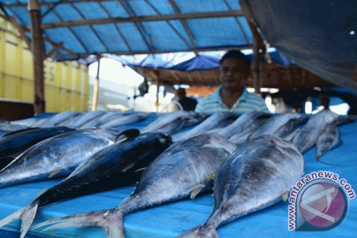 Ini Nilai Transaksi Ikan Laut Palabuhanratu