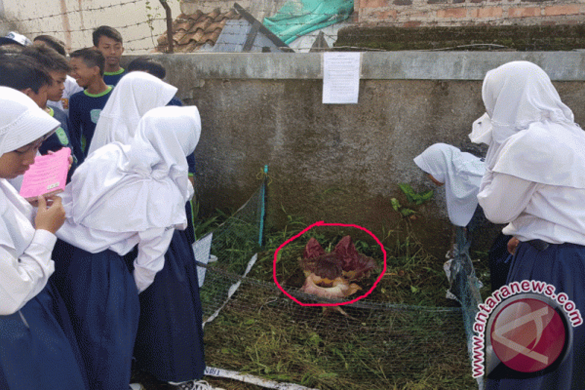 Wow, Ada Bunga Bangkai Bertunas Tiga Di Sukabumi