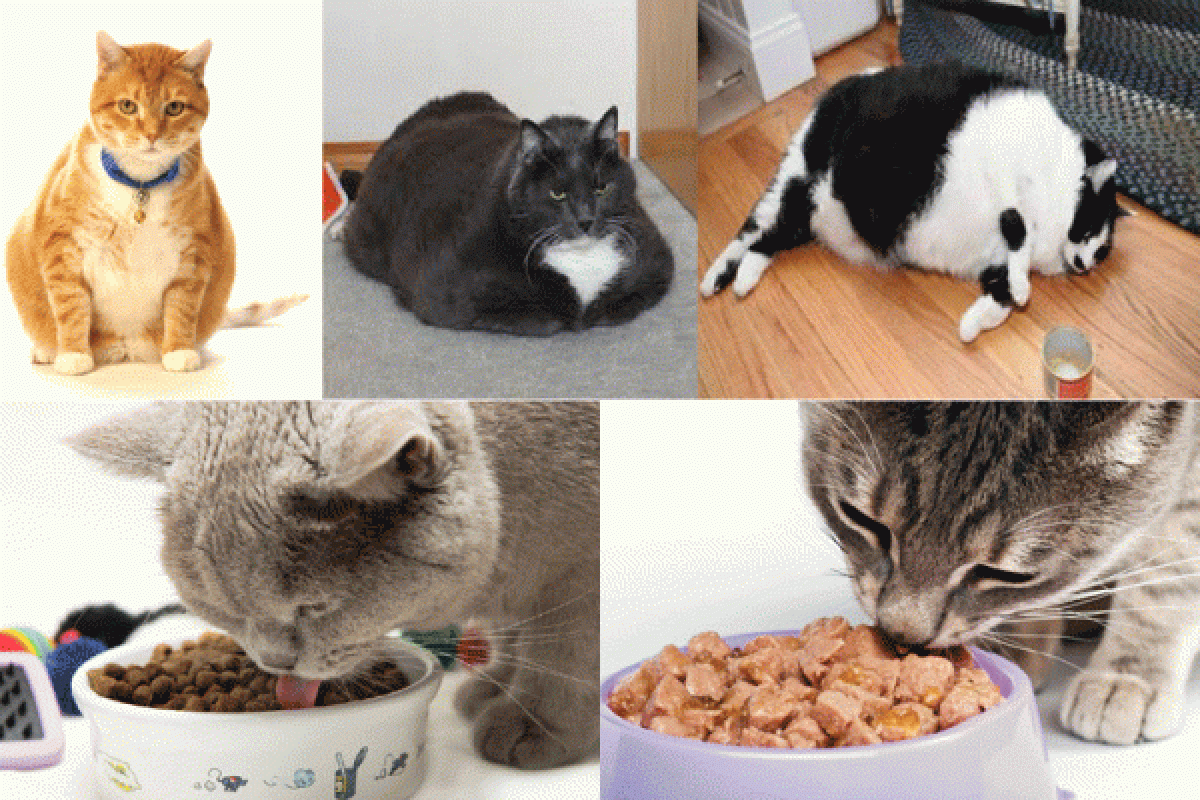 Cegah Diabetes Pada kucing, Guru Besar IPB Ciptakan Pakan Dari Biji Mahoni 
